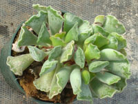 Adromischus cristatus