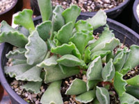 Adromischus cristatus