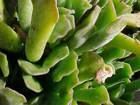 Adromischus cristatus