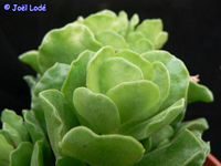 Adromischus cristatus