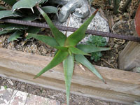 Aloe cryptoflora