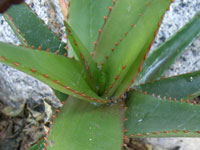 Aloe cryptoflora
