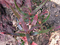 aloe cryptophylla