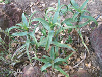 Aloe cryptophylla