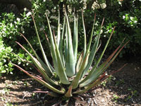 Aloe cryptopoda