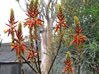 Aloe cryptopoda