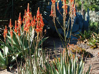 Aloe cryptopoda