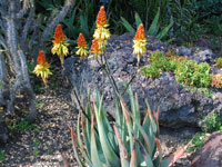 Aloe wickensii