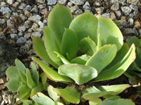 Aeonium cuneatum