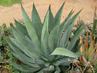 agave cupreata