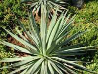 Agave dasylirioides