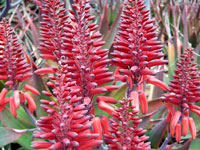 Aloe debrana