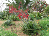 Aloe debrana