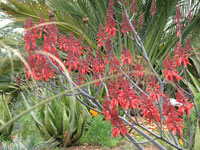 Aloe debrana