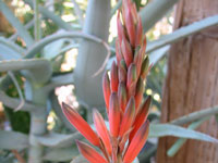 Aloe decaryi