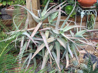 Aloe decaryi