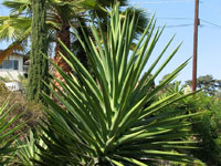 agave decipiens