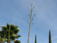 Agave decipiens