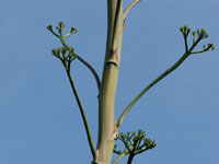 Agave decipiens