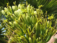 Agave decipiens