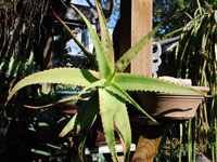 aloe decurva