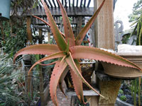 Aloe decurva