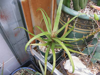 aloe delphinensis