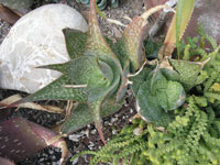 Aloe deltoideodonta