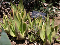 Aloe deltoideodonta