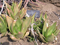 Aloe deltoideodonta