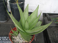 Aloe deltoideodonta