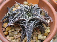 aloe descoingsii