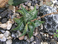 Aloe descoingsii