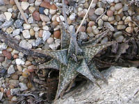 Aloe descoingsii