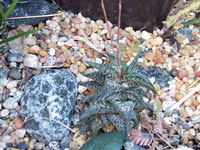 Aloe descoingsii