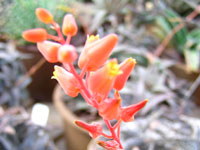 Aloe descoingsii