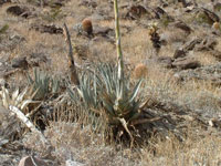 agave deserti