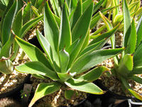 agave desmetiana