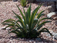 Agave desmetiana