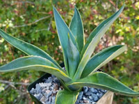 Agave desmetiana