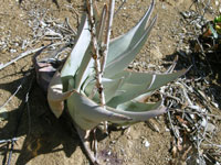 aloe dhufarensis