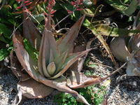 Aloe dhufarensis