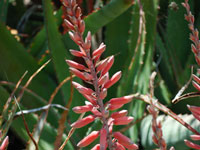 Aloe dhufarensis