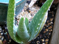 Aloe dhufarensis