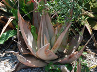 Aloe dhufarensis