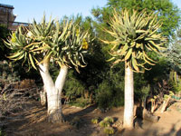 aloe dichotoma