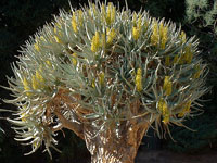 Aloe dichotoma