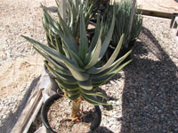 Aloe dichotoma