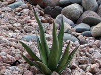 Agave difformis