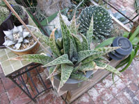 Aloe dinteri